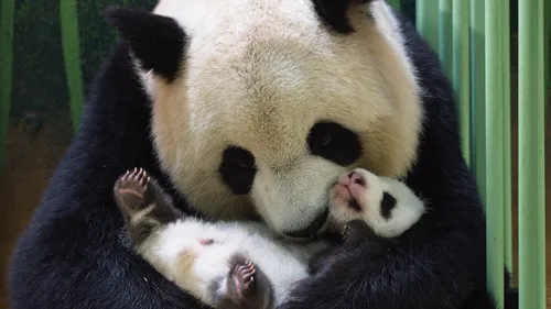 Beauval : dernier jour pour choisir le nom des jumelles pandas